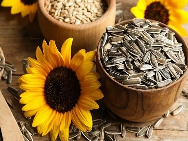 خرید تخمه دور سفید ایرانی با قیمت استثنایی